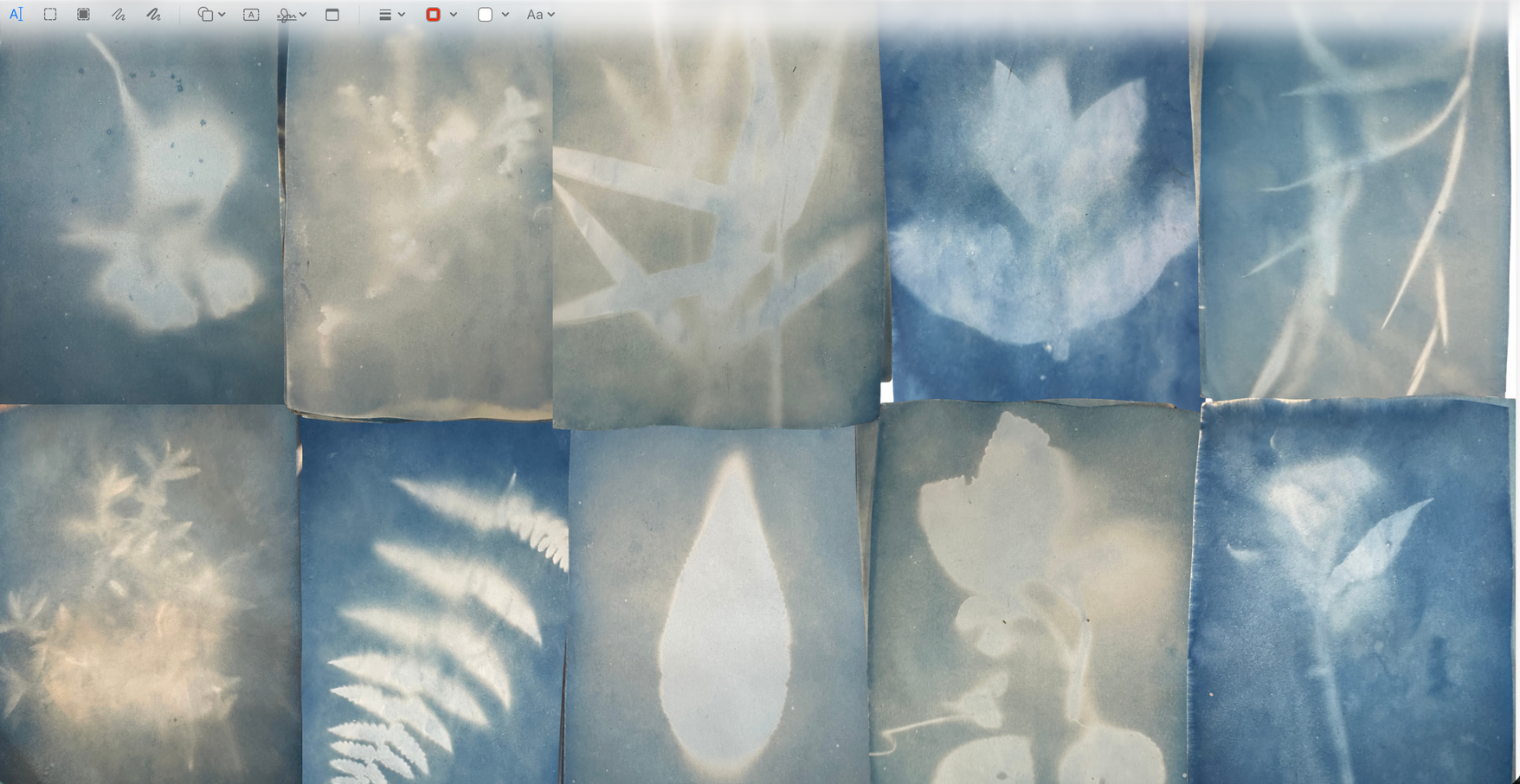 Cyanotype detail